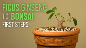 Repot your ficus tree during the spring, every other year, using a basic bonsai soil mixture. First Steps For Making A Ficus Microcarpa Ginseng Bonsai Repotting And Pruning Youtube
