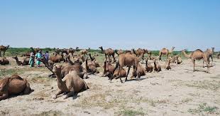 Over 7 ft (2.1 m) tall at the hump weight: Rampant Industrialisation Along Gujarat Coast Threatens Survival Of India S Swimming Kharai Camels
