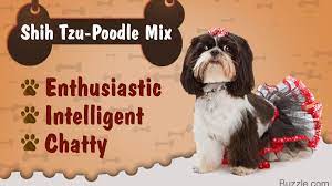 The life expectancy of this crossbreed is 12 to 15 years. Things You Need To Know Before Getting A Shih Tzu Poodle Mix Dogappy