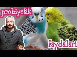 Muhabbet Kusu Ishal Sorunu Ve Tedavisi Youtube