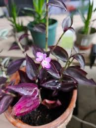 Image result for Aneilema zebrinum