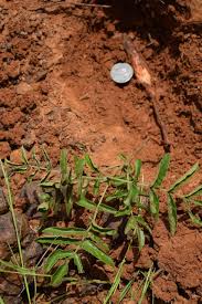 Image result for Lannea humilis