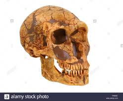 Neanderthal, (homo neanderthalensis, homo sapiens neanderthalensis), also spelled neandertal, member of a group of archaic humans who emerged at least 200,000 years ago during the pleistocene epoch (about 2.6 million to 11,700 years ago) and were replaced or assimilated by early modern human populations (homo sapiens) between 35,000 and perhaps 24,000 years ago. Neanderthal Neandertaler Homo Neanderthalensis Schadel Stockfotografie Alamy