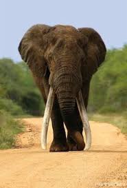 Funnywildlife Bull Elephant Animals Animals Wild