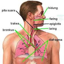 Maybe you would like to learn more about one of these? Organ Perkumuhan Mindasains