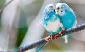Ihr name bedeutet viel in der fachwelt. Flugel Sind Zum Fliegen Da Warum Vogel In Die Freiheit Gehoren Petakids