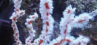 Image result for Angraecopsis gracillima