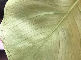 These factors include light, temperature and humidity, fertilizer, and water including its quality. Help My Monstera Is Wilting And Covered In White Spots