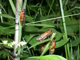 Garden pests can cause huge damage to leafy vegetables. Periodical Cicada In Indiana