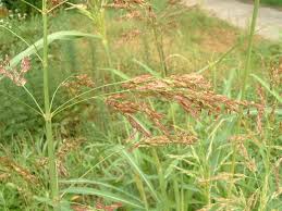 Image result for Sorghum × drummondii