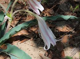 Image result for Crinum macowanii