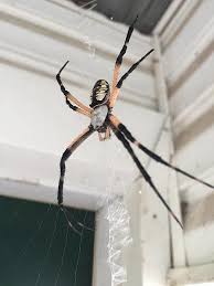 Yellow garden spider, argiope aurantia, is common in texas, and is the best known in the group (fig. East Texas Spider Web So Big It Caught A Bird Photos