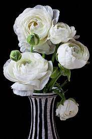 Ranunculus Center Mold Ranunculus White Ranunculus White Flowers Black And White Vase