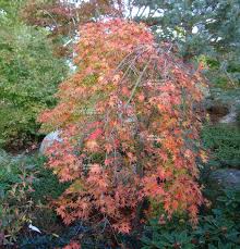 Check spelling or type a new query. Acer Palmatum Ryu Sei From Maillot Bonsai The Store Maillot Bonsai