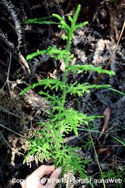 Image result for Lycopodiella cernua