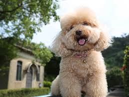 A shih tzu poodle mix is a mixed breed, so it's not recognized by the akc. Shih Tzu Cross Toy Poodle Dog Breed Temperament And Training
