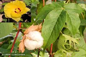Image result for Gossypium barbadense