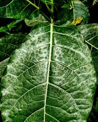 Image result for Petiveria alliacea