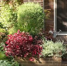 Image result for Iresine