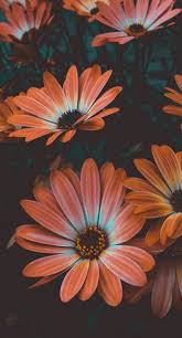 Flower photography is a favorite pastime in my photography, flower photos are some of my best flower photography. 47 Ideas Flowers Photography Wallpaper Inspiration Wallpapers Photography Wallpaper Sunflower Wallpaper Beautiful Flowers Wallpapers