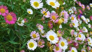 Image result for Erigeron karvinskianus