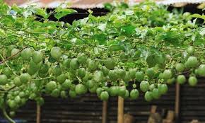 Full sunlight normally helps the vine produce more abundant flowers and fruit. Top Tips For Growing Passionfruit Passion Fruit Plant Growing Passion Fruit Fruit Garden