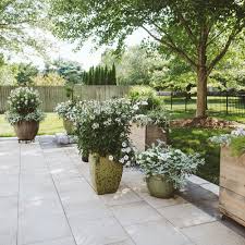 Image result for Cleome bororensis