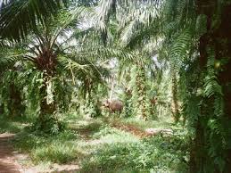 Image result for Vernonia longipedunculata