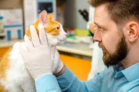 Diagnosis of skin problems in cats can be a challenge since cats have a tendency to lick or use their teeth on itchy areas. Bald Patches Above Cat S Eyes Causes And Solutions Scary Symptoms