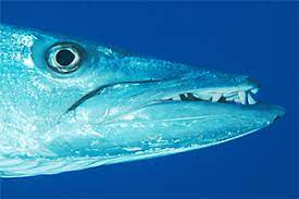 Jetzt traumurlaub mit 100€ gutschein beim testsieger holidaycheck buchen & sparen dieser artikel. Grosser Barrakuda Sphyraena Barracuda Fischlexikon