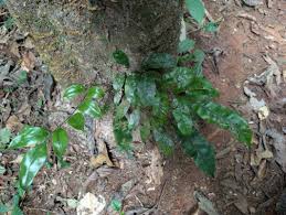 Image result for Lomariopsis guineensis