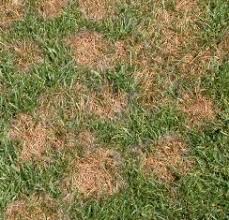 Summer Lawn Diseases