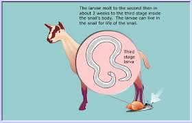 Image result for Zygotritonia