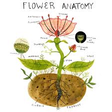 Flower Anatomy Flower Anatomy Herbal Tea Garden Planting Herbs
