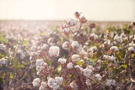 Cottonfield By Julia Goss