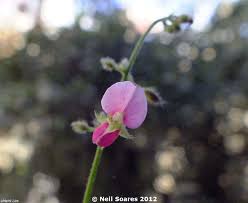 Image result for Pseudarthria