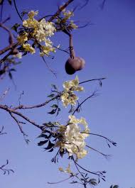 Image result for Cladostemon kirkii