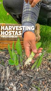 Image result for Spilanthes costata