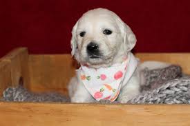 Learn more about judy's background at the about judy page on this site. Golden Retriever Puppies For Sale Bristol Vt 322196