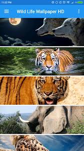 Wildlife Wallpaper Hd For Android Apk Download They are fantastic wallpapers for your phone. wildlife wallpaper hd for android apk