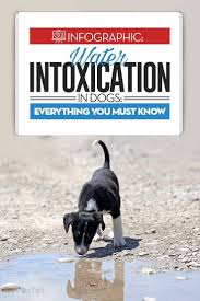 Well, that's because he's having the time of his life! Water Intoxication In Dogs What You Must Know Dogs Dog Grooming Supplies Cute Dogs And Puppies