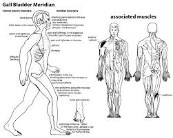 By Patrice Las Vegas Yoga Meridians Chinese Medicine Acupuncture