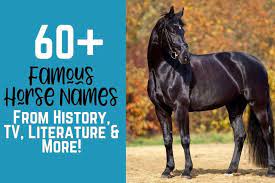 This handsome horse was a performer during the turn of the 20th century. 60 Famous Horse Names From History Tv Literature More Helpful Horse Hints