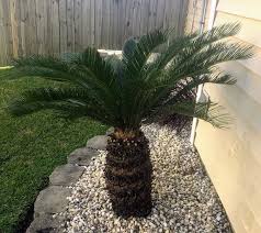 Your sago bonsai may be moved outdoors in the spring when minimum temperatures exceed 50°f, and returned indoors in the fall before the first frost. How To Grow And Care For A Sago Palm Plant Happy Diy Home