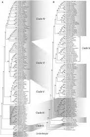 Image result for Hedbergia