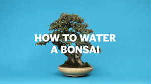 How To Water A Bonsai Youtube
