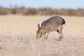 Image result for Dolichos pseudocajanus