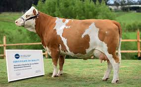 �pentru baltata romaneasca, este foarte bine. Certificat De Recunoastere Internationala A Registrului Genealogic Pentru Rasa Baltata Romaneasca Agropress Stiri Din Agricultura Naturale Curate Romanesti