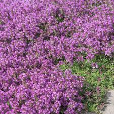 N'hésitez plus à consulter la liste de nos plantes vivaces, elle s'agrandit de jour en jour. Thym Serpolet Vivaces Meilland Richardier