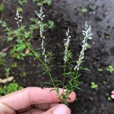 Image result for Polyspatha paniculata